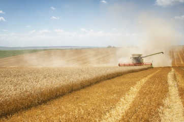 Пошлина на экспорт пшеницы из России может составить 25 евро за тонну